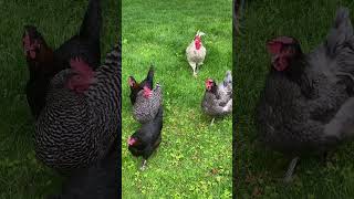Keeping Chickens Cool with Dust Baths