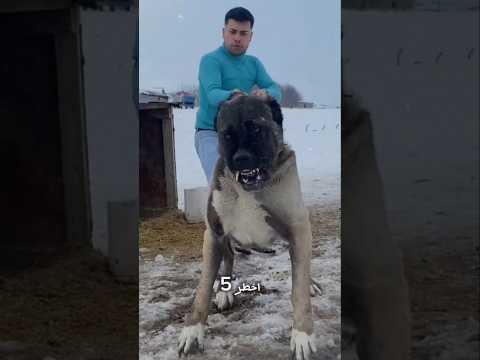 أخطر 5 كلاب فى العالم 🐕😱
