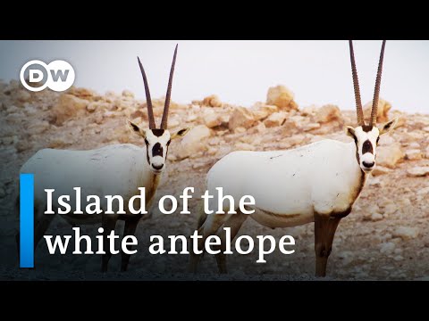 YouTube video thumbnail: Abu Dhabi's Refuge for Endangered Species