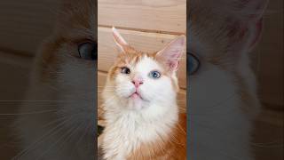 Больше нет запаха от лотка WB/OZON/ЯМ пиши “Китибокс”.