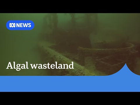 YouTube video thumbnail: Growing Calls for SA Algal Bloom to Be Declared a Natural Disaster