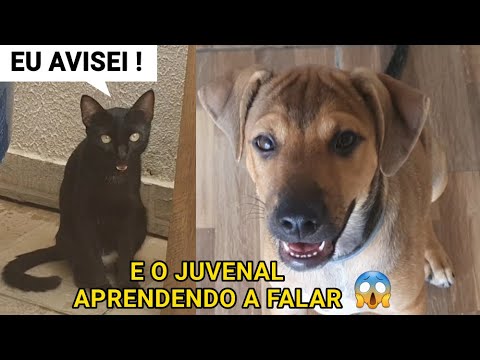 Dia de confusão [Parte 3] | Júlio e Eu 😼🙆🏻‍♂️