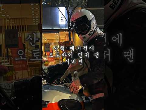 산책 때기전에 오토바이 먼저 땐 시바견 #시바이누 #시바견 #마메시바