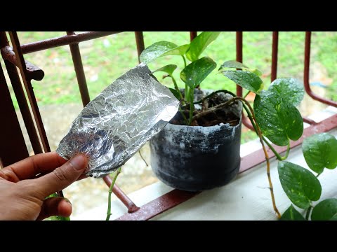 Stick Foil in your Plants And You'll THANK Me Forever!