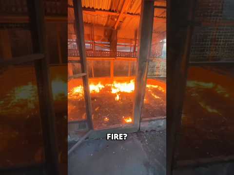 Cleaning Chicken Farm Using Fire 🤯