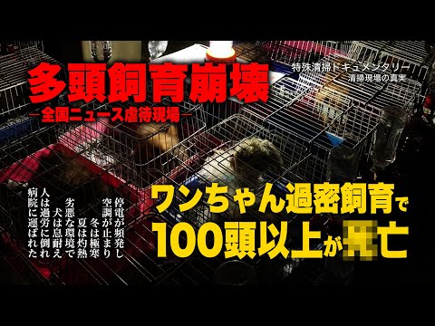 【覚悟してご覧下さい】犬たちの悲鳴が響いた場所。動物虐待事件の真実…元スタッフが語る残酷な現実と特殊清掃