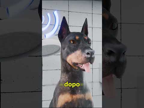 PERCHÈ SI TAGLIANO LE ORECCHIE E LA CODA DEI DOBERMANN? (credits: @TheOutliners.)