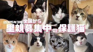 [保護猫]全国からご縁待ち 🫶2025年3月[里親様募集中]の保護猫をご紹介します😺