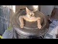 Exploring Pet and Wildlife Interactions