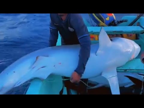 BIG SHARK FISH IN INDIAN OCEAN SEA