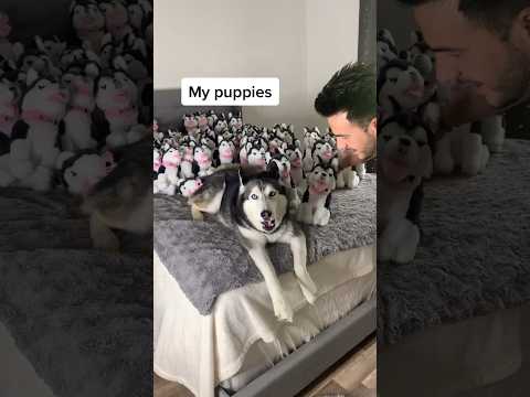 Surprising My Husky with 100 Puppies!