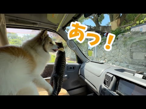 久しぶりに愛しい彼に会った時の愛犬の反応が意外でした🐶