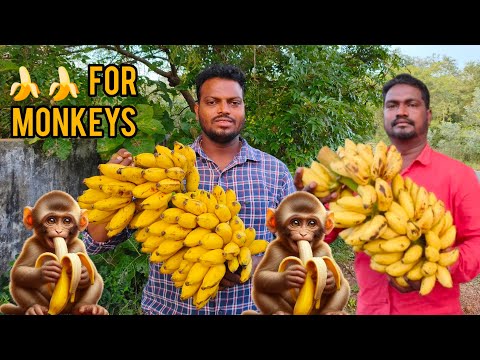 BANANA FOR MONKEYS |🐒🐵🙈 | MONKEY EATING VIDEO | MONKEY VIDEOS | #monkeys #monkey #trending #banana