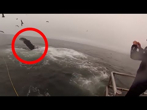अचानक पानी में दिखी खौफनाक चीज | Most Shocking sea Animal Attacks