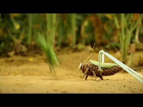 弘恩動畫王國:昆蟲Life秀第二季(法國動畫-共78單元) - YouTube
