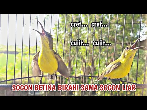 THE SOUND OF FEMALE OLIVE-BACKED SUNBIRD CALLING TO STIMULATE YOUNG OLIVE-BACKED SUNBIRD TO SOUND