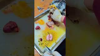 extraction of parasites from fowl#kashmiruniversity #zoologypractical #funwithfriends