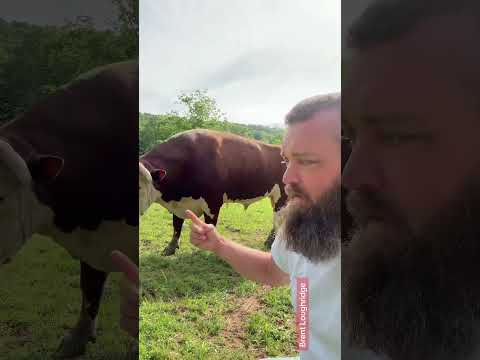 Ok here it is! #rufusthebull