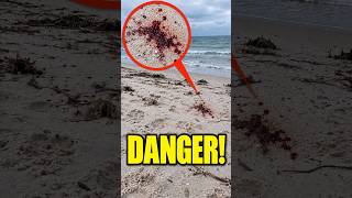Blood on the beach?!