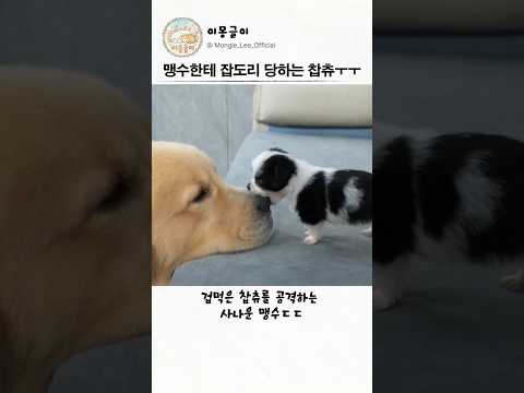 맹수한테 잡도리 당하는 찹츄ㅜㅜ