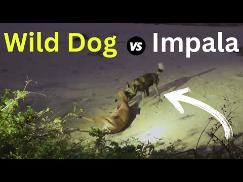 Wild Dog vs Impala Spectacular Takedown!