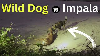 Wild Dog vs Impala Spectacular Takedown!