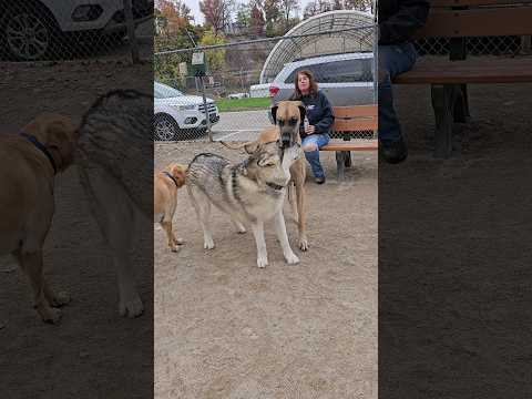 Dutton the Malamute meets a Great Dane. #malamute #greatdane