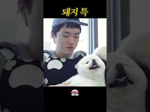 돼지 특