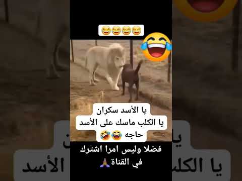 يا الأسد سكران يا الكلب ماسك علي الأسد حاجه😂🤣