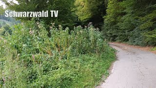 🚨🧐 Umweltverschmutzung und illegale Müllentsorgung zwischen Schwörstadt und Schopfheim [17.08.2025]