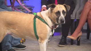 Petline 9: Meet Mortimer the adventure dog
