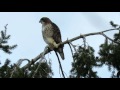 Understanding the Video Transcript