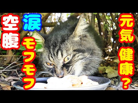 空腹 長毛モフモフ猫 ご飯をあげると・・・