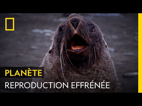 La maman otarie n'a besoin que de six jours de repos après la mise-bas