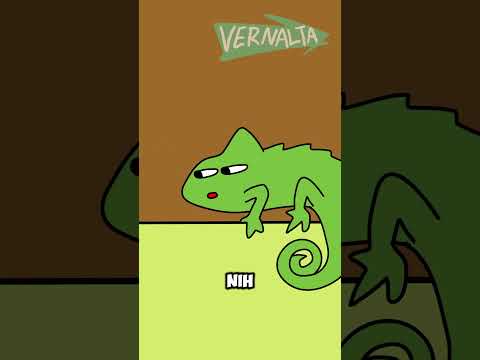 Kecoa