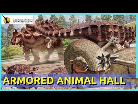 The Hall of Armor: A Masterpiece of Convergent Evolution ft. the Sternberg Museum of Natural History