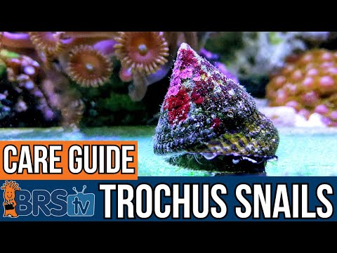 Trochus Snail Care Tips Every Reefer Needs to Know!