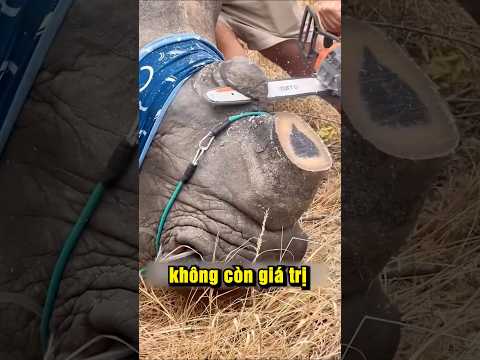 Cứu tê giác