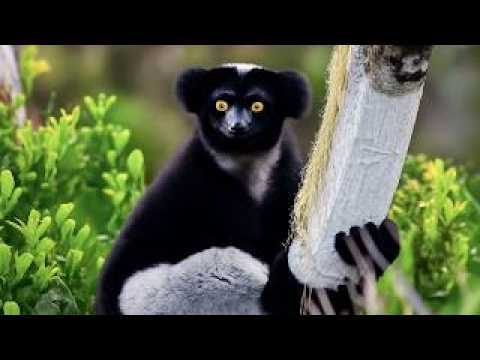 Madagascar - Le radeau des cimes | par Antoine de Maximy