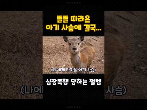 자꾸 따라오는 아기사슴