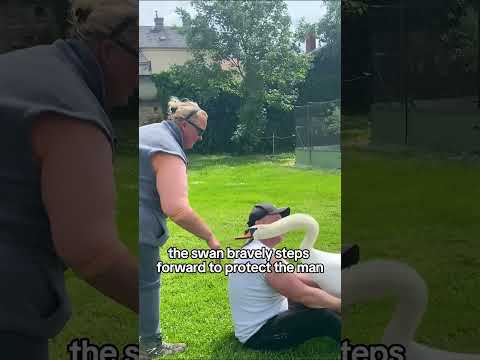 A swan remembers its rescuer #shortsvideo #animals #animalshorts #swan