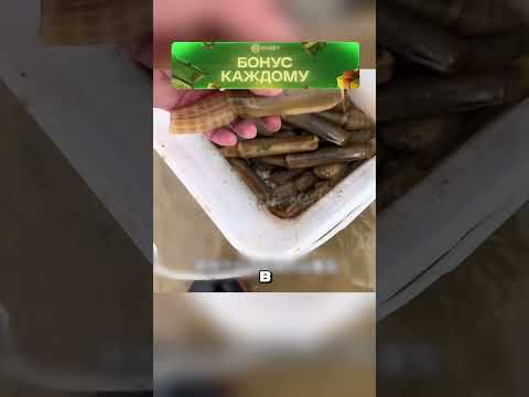Рыболовит удивительных морских огурцов 😮🔥🐟