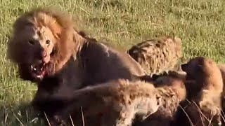 4 Epic Lion Battles: Crocodiles, Buffalo & Hyenas!