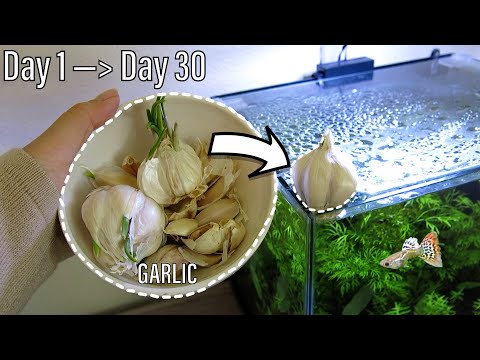 Garlic Aquarium Day 1 - Day 30