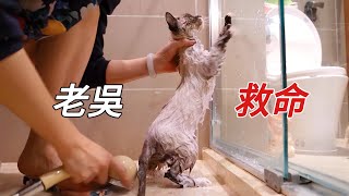 小浪貓第一次洗澡，嚇得吐舌頭原地起飛｜李喜猫