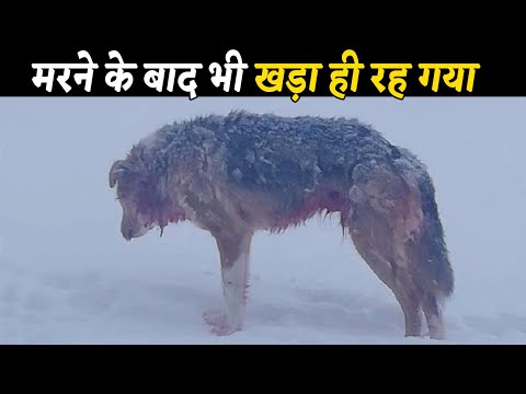 इस शिकारी से सब डरते क्यों है !!