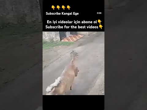 DOG VS HORSE #animals #animal #dog #dogs #doglover #pets #youtubeshorts #shorts #short #like #horse
