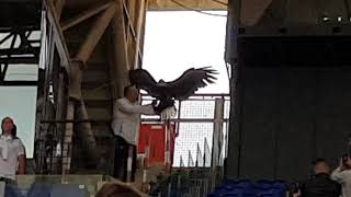 Olimpia volo dell'Aquila della Lazio