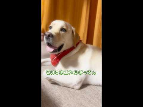 あぎゃーん小ちゃかったとばってん?