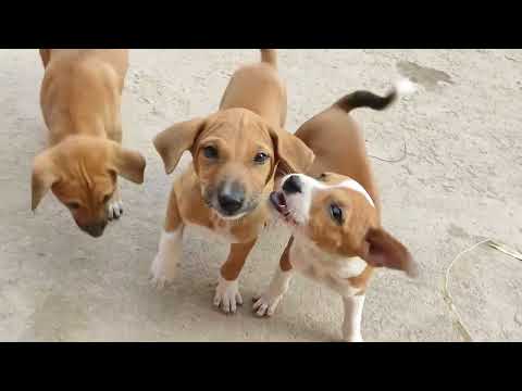 Cute & Adorable Street Dog Puppies